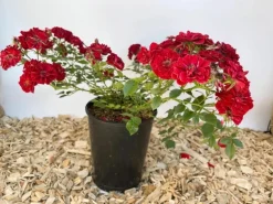 Baumfink Bodendeckerrose Fairy Red 92 im Topf