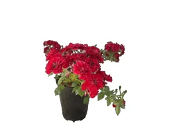 Baumfink Bodendeckerrose Fairy Red 92 im Topf