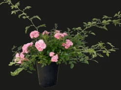 Baumfink Bodendeckerrose The Fairy im Topf