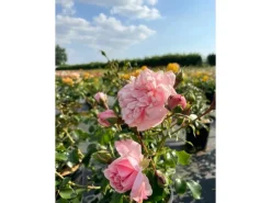 Baumfink Bodendeckerrose The Fairy im Topf