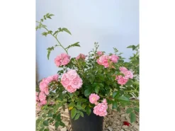 Baumfink Bodendeckerrose The Fairy im Topf