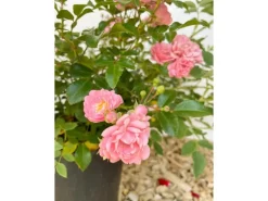 Baumfink Bodendeckerrose The Fairy im Topf