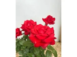 Baumfink Edelrose Grande Amore im Topf