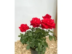 Baumfink Edelrose Grande Amore im Topf