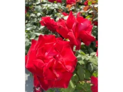 Baumfink Edelrose Grande Amore im Topf