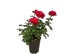 Baumfink Edelrose Grande Amore im Topf