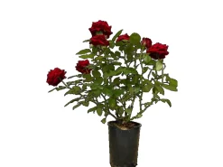 Baumfink Edelrose Ingrid Bergmann im Topf