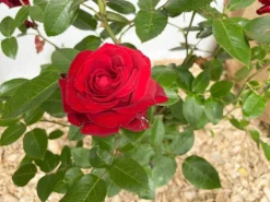 Baumfink Edelrose Ingrid Bergmann im Topf