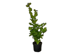 Baumfink Haselnuss als Topfpflanze 40-60cm