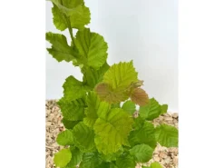 Baumfink Haselnuss als Topfpflanze 40-60cm