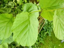 Baumfink Haselnuss als Topfpflanze 40-60cm