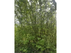 Baumfink Haselnuss als Topfpflanze 40-60cm