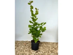 Baumfink Haselnuss als Topfpflanze 40-60cm