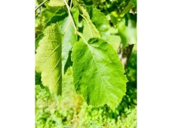 Baumfink Haselnuss als Topfpflanze 40-60cm