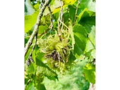 Baumfink Haselnuss als Topfpflanze 40-60cm