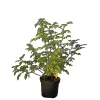 Baumfink Hundsrose als Topfpflanze 60-100cm