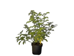 Baumfink Hundsrose als Topfpflanze 60-100cm