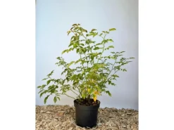 Baumfink Hundsrose als Topfpflanze 60-100cm