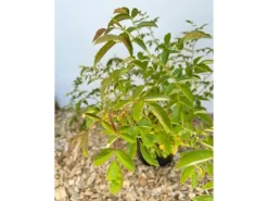 Baumfink Hundsrose als Topfpflanze 60-100cm