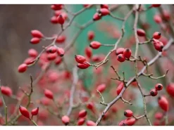 Baumfink Hundsrose als Topfpflanze 60-100cm