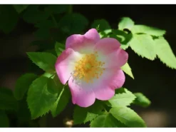 Baumfink Hundsrose als Topfpflanze 60-100cm