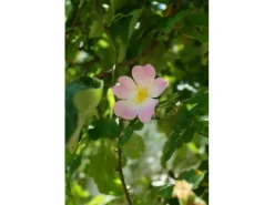 Baumfink Hundsrose als Topfpflanze 60-100cm