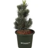 Blaue Zirbelkiefer "Glauca" Höhe ca. 20-25 cm Topf ca. 3,7 l Pinus cembra