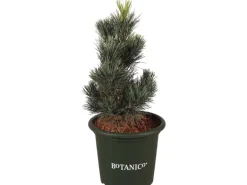 Blaue Zirbelkiefer "Glauca" Höhe ca. 20-25 cm Topf ca. 3,7 l Pinus cembra