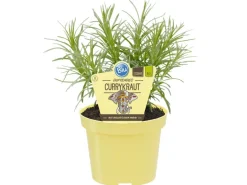 Blu Bio-Currykraut Topf-Ø ca. 12 cm Helichrysum