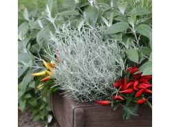 Blu Bio-Currykraut Topf-Ø ca. 12 cm Helichrysum