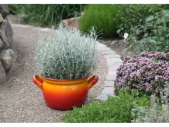 Blu Bio-Currykraut Topf-Ø ca. 12 cm Helichrysum