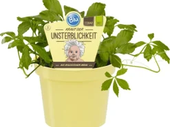 Blu Bio-Fünfblättriges Heilkraut Topf-Ø ca. 12 cm Gynostemma