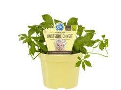 Blu Bio-Fünfblättriges Heilkraut Topf-Ø ca. 12 cm Gynostemma