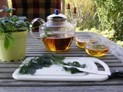 Blu Bio-Fünfblättriges Heilkraut Topf-Ø ca. 12 cm Gynostemma