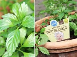 Blu Bio-Fünfblättriges Heilkraut Topf-Ø ca. 12 cm Gynostemma