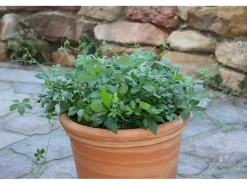 Blu Bio-Fünfblättriges Heilkraut Topf-Ø ca. 12 cm Gynostemma