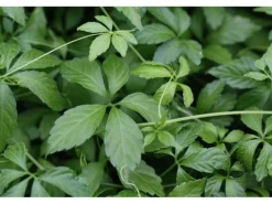 Blu Bio-Fünfblättriges Heilkraut Topf-Ø ca. 12 cm Gynostemma