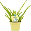 Blu Echte Aloe Vera Topf-Ø ca. 12 cm