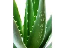 Blu Echte Aloe Vera Topf-Ø ca. 12 cm