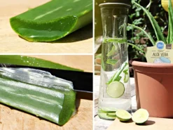 Blu Echte Aloe Vera Topf-Ø ca. 12 cm