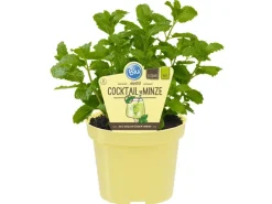 Blu Hugo Cocktail-Minze Topf-Ø ca. 12 cm
