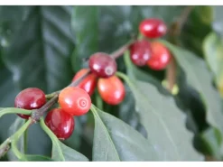 Blu Kaffeestrauch Topf-Ø ca. 12 cm