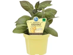 Blu Käsekraut Topf-Ø ca. 12 cm Paederia lanuginosa