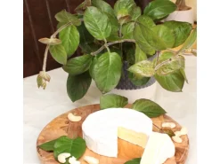 Blu Käsekraut Topf-Ø ca. 12 cm Paederia lanuginosa