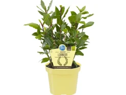 Blu Lorbeerbaum Topf-Ø ca. 12 cm