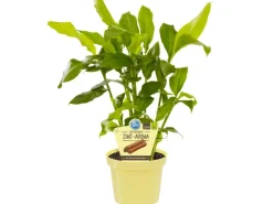 Blu Zimtpflanze Topf-Ø ca. 12 cm