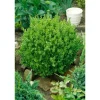 Buxus sempervirens 'Suffruticosa' ca. 13 cm Topf