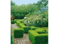 Buxus sempervirens 'Suffruticosa' ca. 13 cm Topf