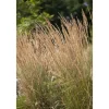 Calamagrostis X Acutiflora Avalanche Ziergras Ca. 9X9 cm Topf
