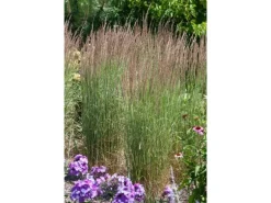 Calamagrostis X Acutiflora Avalanche Ziergras Ca. 9X9 cm Topf